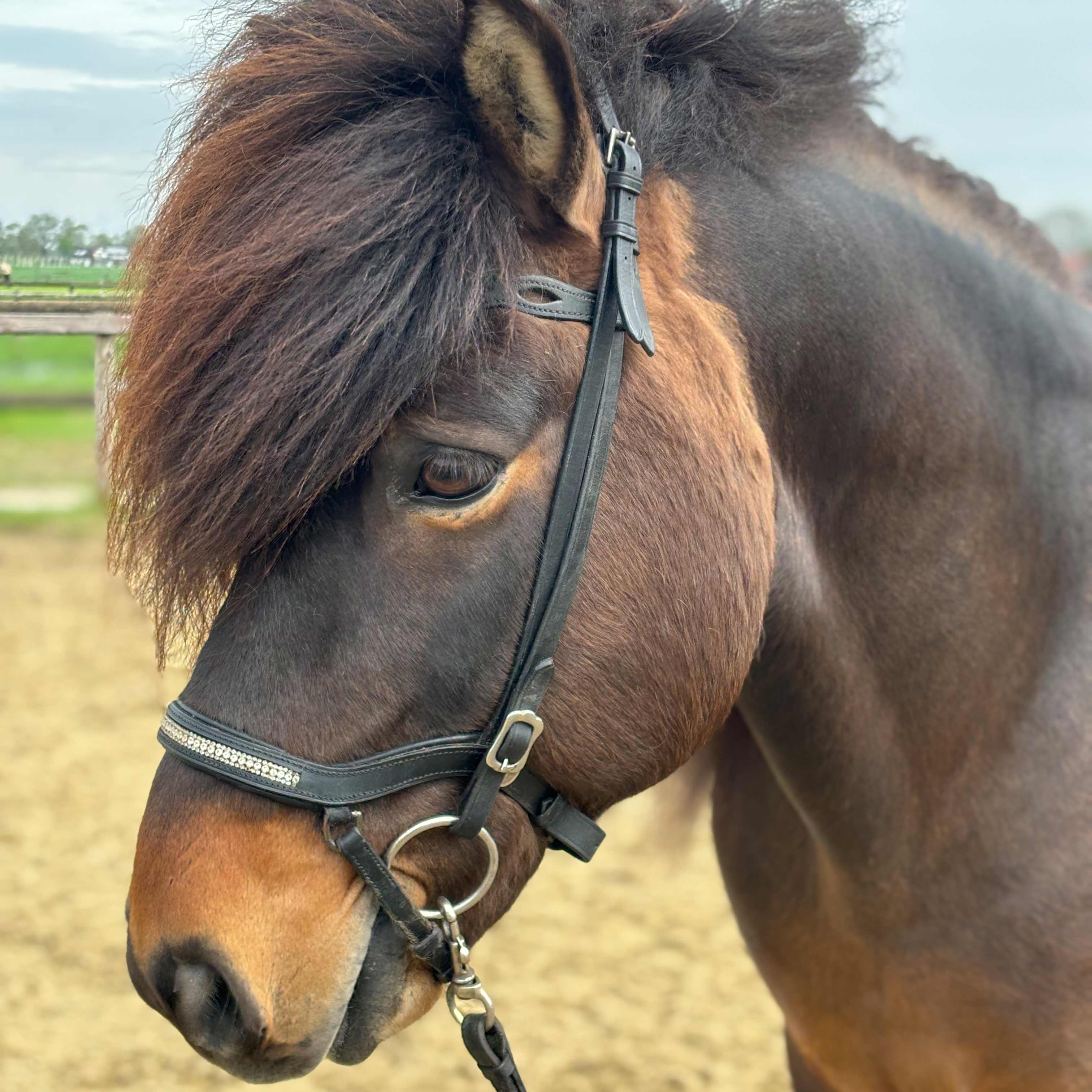 Askur frá Brúnastöðum 2